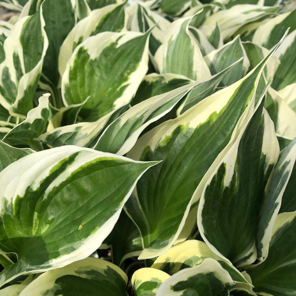 G294 Hosta Fortunei Patriot - View 12 from www redcrocus com