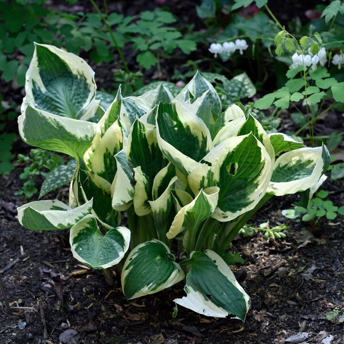 G294 Hosta Fortunei Patriot - View 13 from www redcrocus com