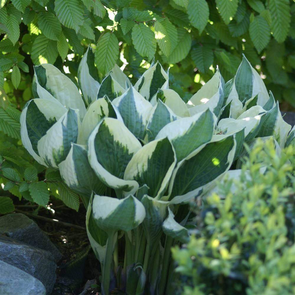 G294 Hosta Fortunei Patriot - View 14 from www redcrocus com
