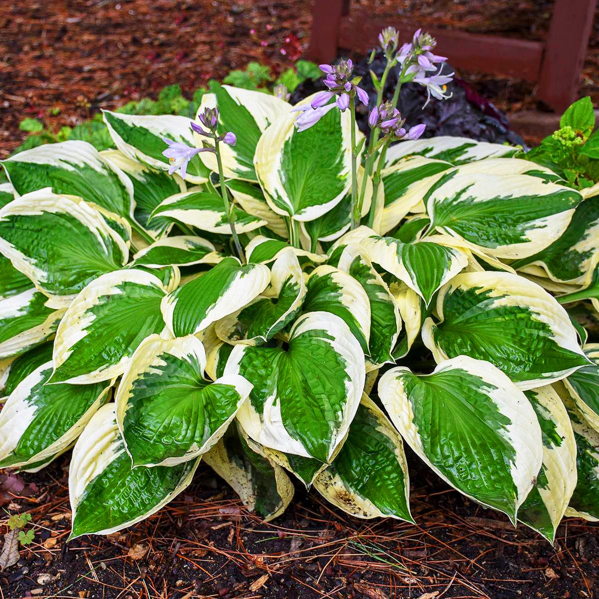 G294 Hosta Fortunei Patriot - View 15 from www redcrocus com