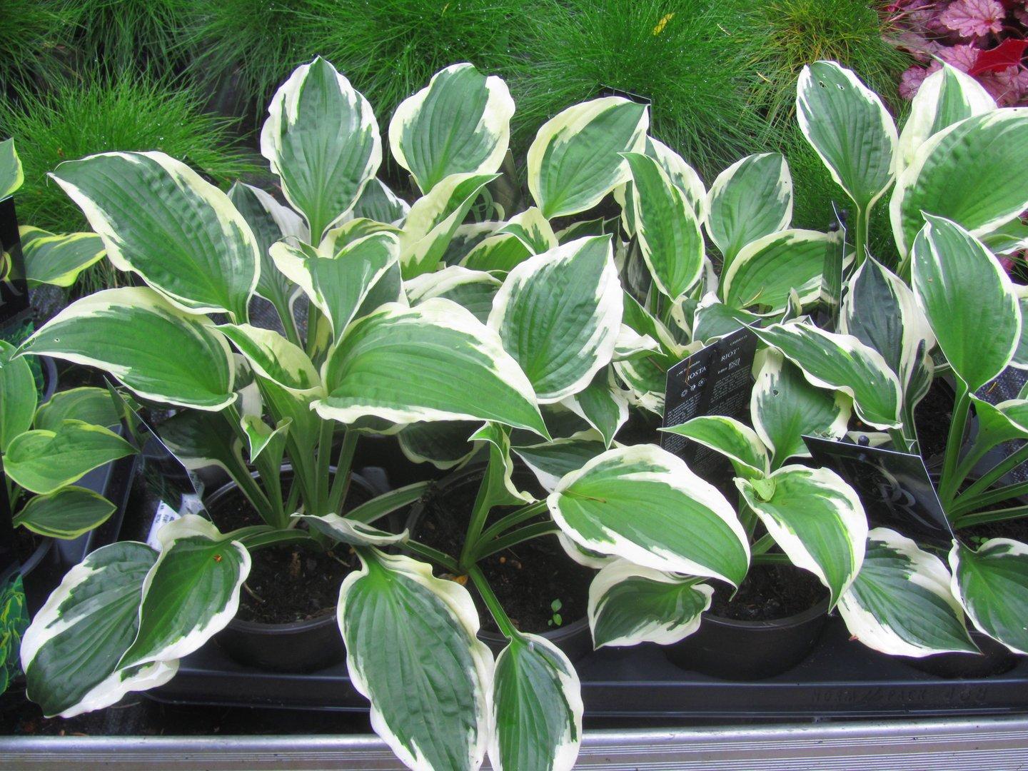 G294 Hosta Fortunei Patriot - View 17 from www redcrocus com