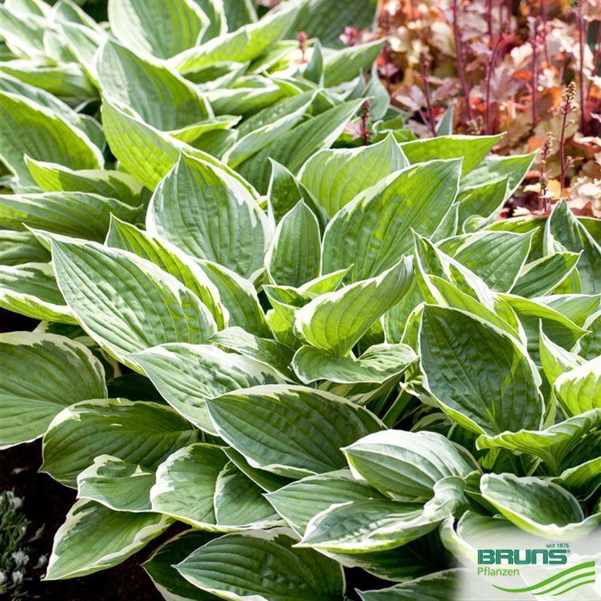 G294 Hosta Fortunei Patriot - View 18 from www redcrocus com