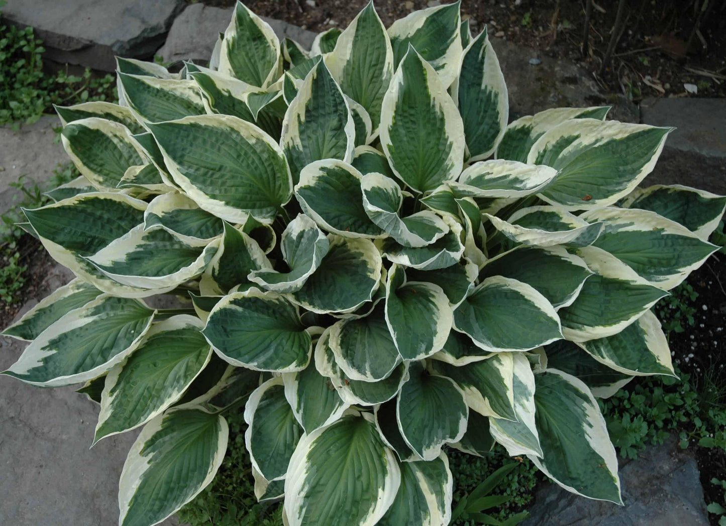 G294 Hosta Fortunei Patriot - View 1 from www redcrocus com