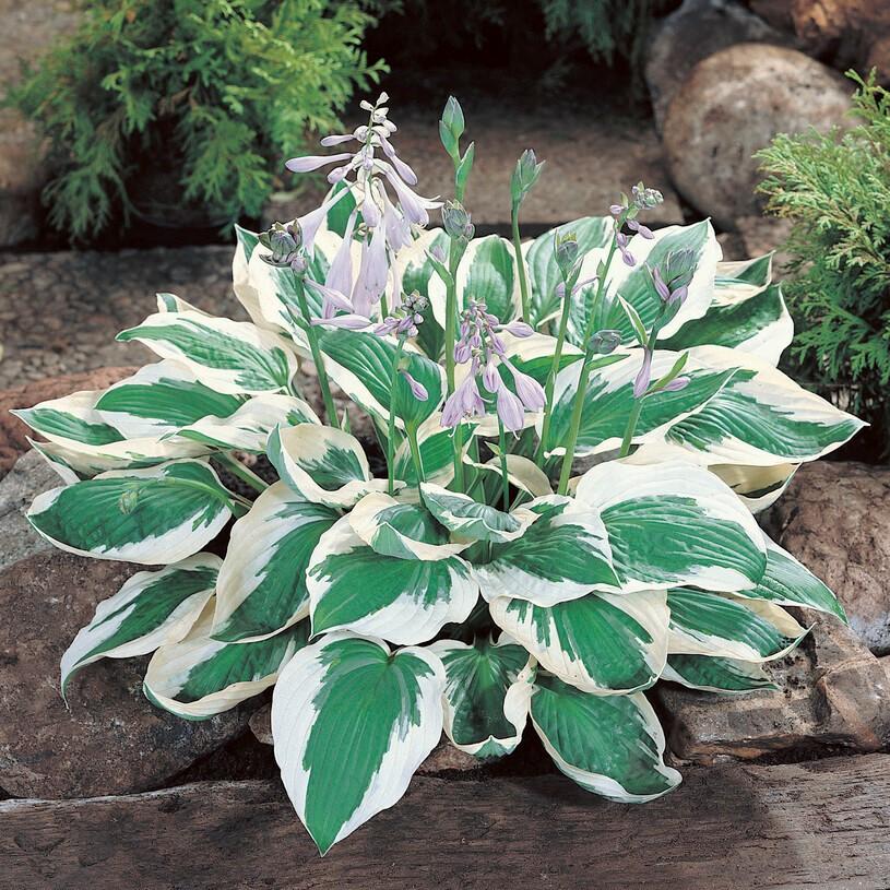 G294 Hosta Fortunei Patriot - View 3 from www redcrocus com