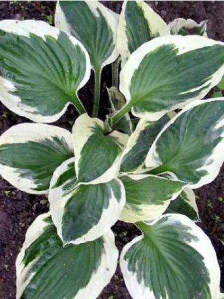 G294 Hosta Fortunei Patriot - View 4 from www redcrocus com