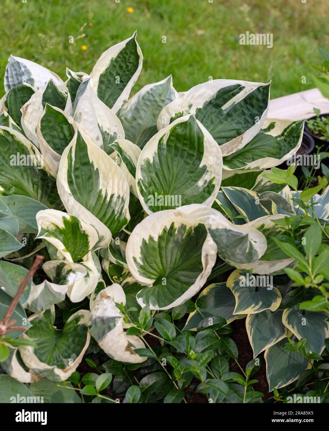 G294 Hosta Fortunei Patriot - View 6 from www redcrocus com