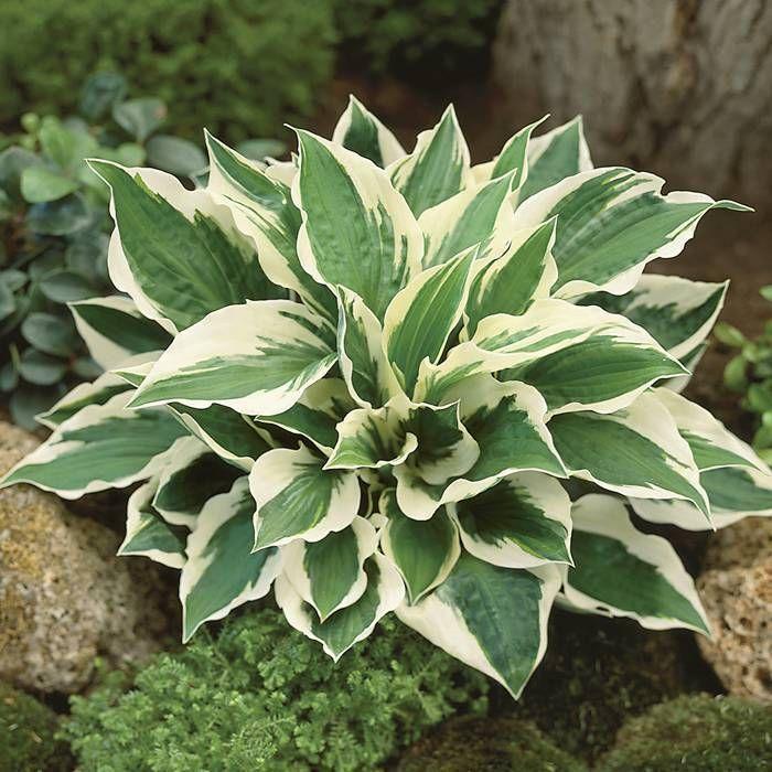 G294 Hosta Fortunei Patriot - View 7 from www redcrocus com