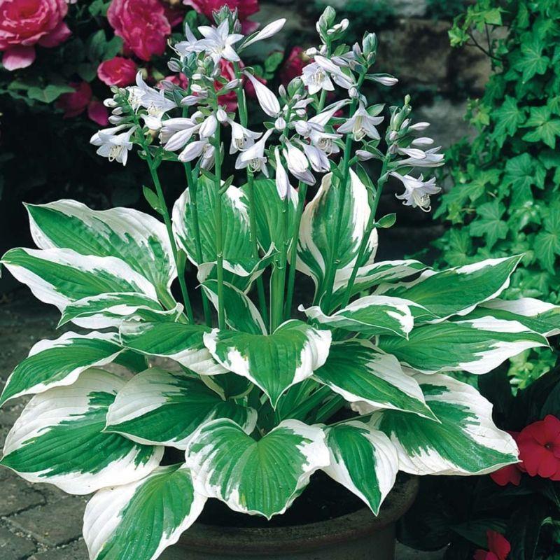 G294 Hosta Fortunei Patriot - View 8 from www redcrocus com