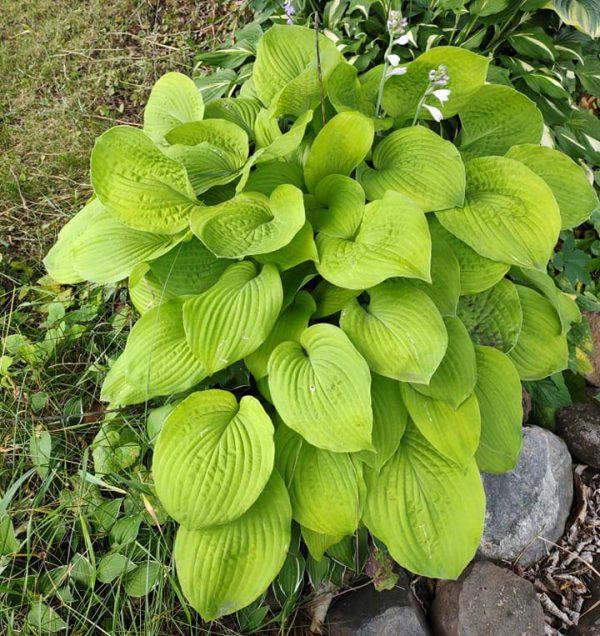 G295 Hosta X August Moon - View 11 from www redcrocus com