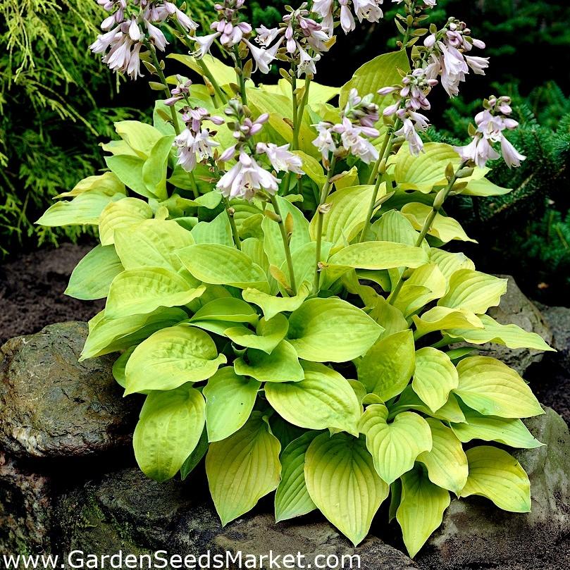 G295 Hosta X August Moon - View 13 from www redcrocus com