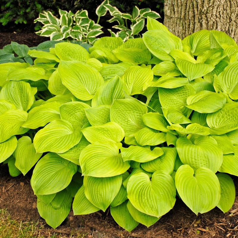 G295 Hosta X August Moon - View 14 from www redcrocus com