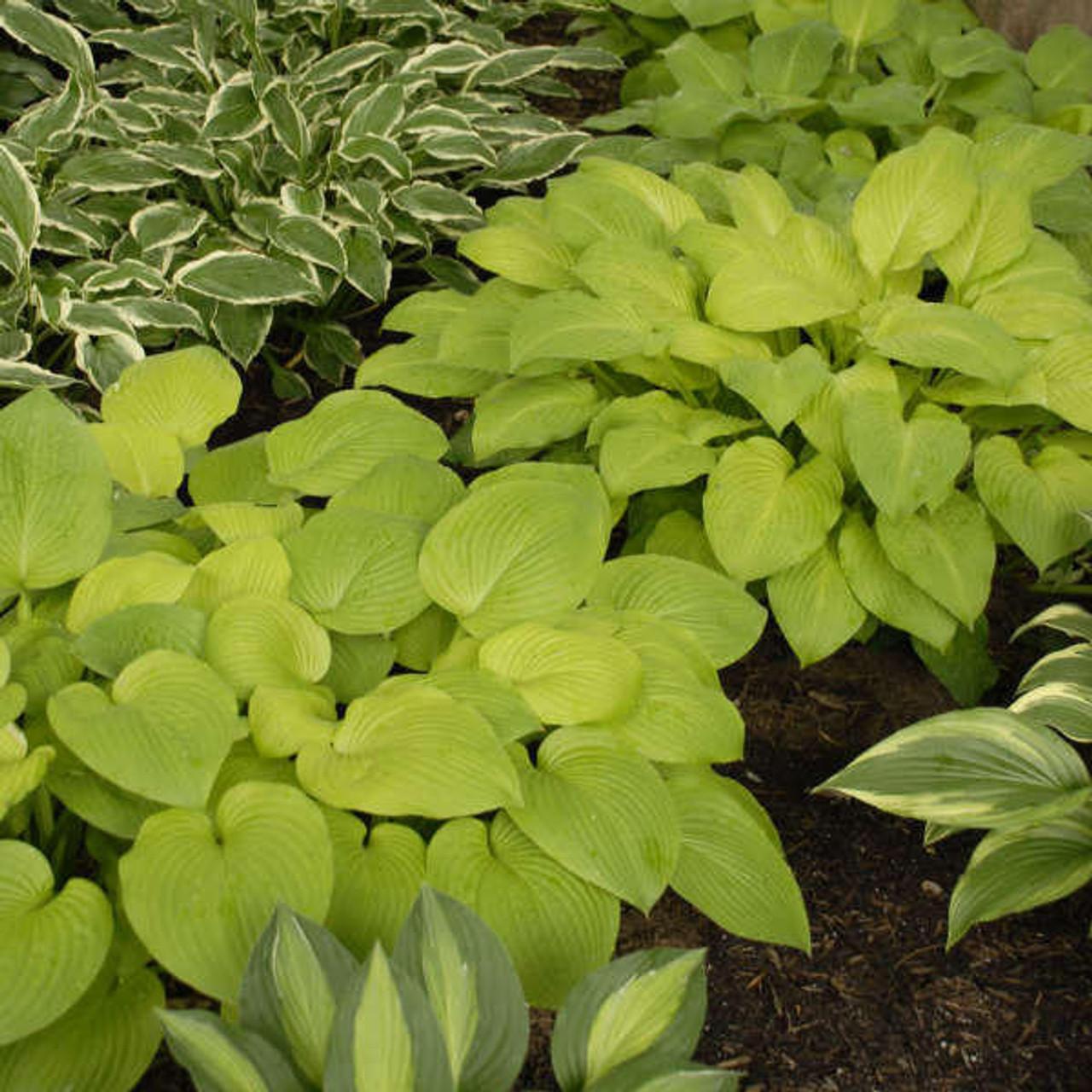 G295 Hosta X August Moon - View 15 from www redcrocus com