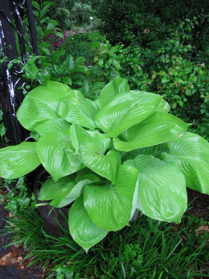 G295 Hosta X August Moon - View 16 from www redcrocus com