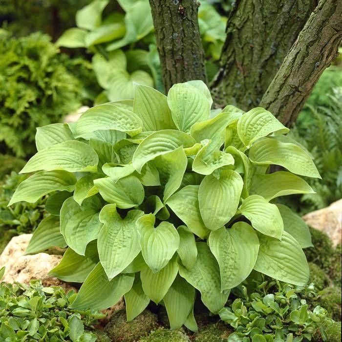 G295 Hosta X August Moon - View 17 from www redcrocus com