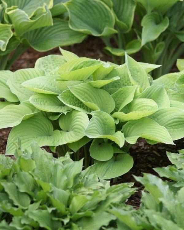G295 Hosta X August Moon - View 18 from www redcrocus com