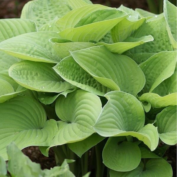 G295 Hosta X August Moon - View 19 from www redcrocus com