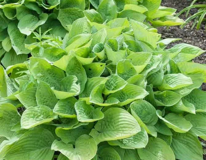 G295 Hosta X August Moon - View 20 from www redcrocus com