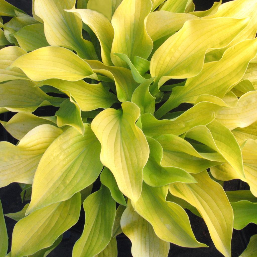 G295 Hosta X August Moon - View 2 from www redcrocus com