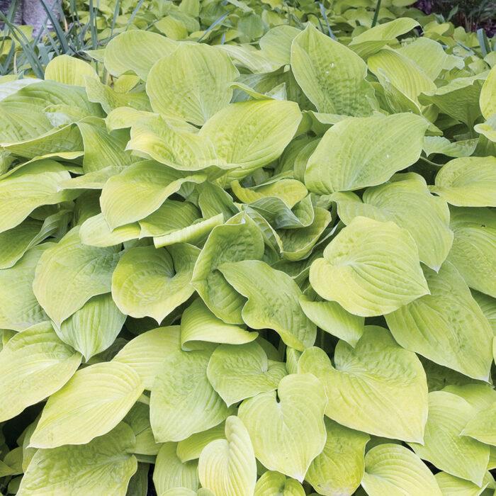 G295 Hosta X August Moon - View 3 from www redcrocus com