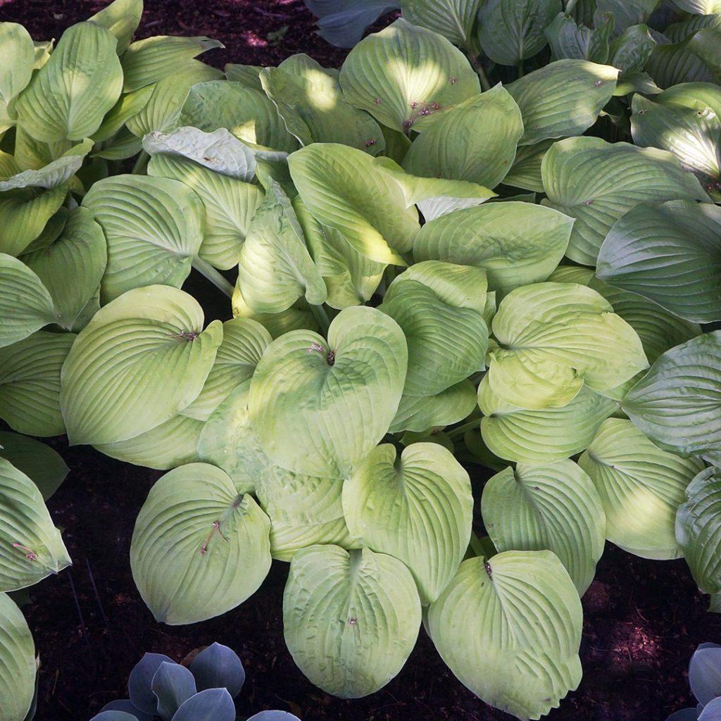 G295 Hosta X August Moon - View 4 from www redcrocus com