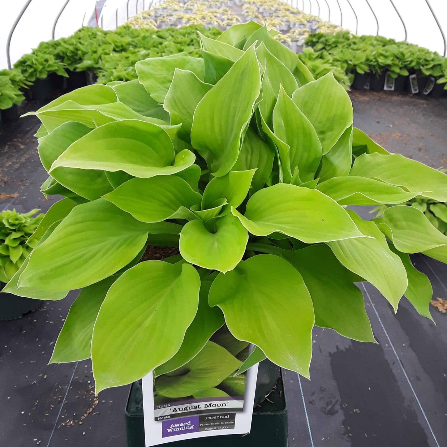 G295 Hosta X August Moon - View 5 from www redcrocus com