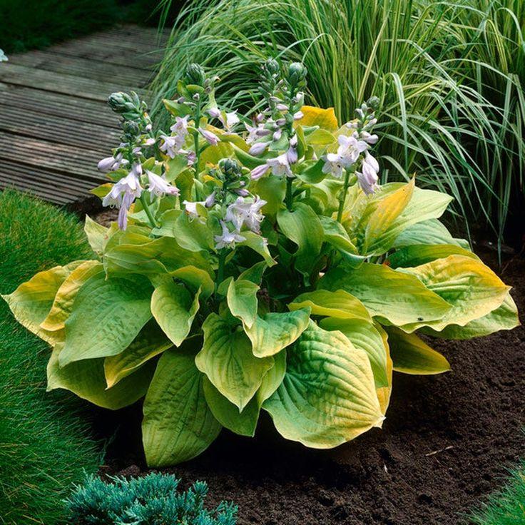 G295 Hosta X August Moon - View 6 from www redcrocus com