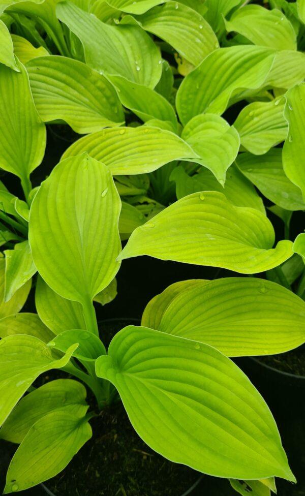 G295 Hosta X August Moon - View 7 from www redcrocus com