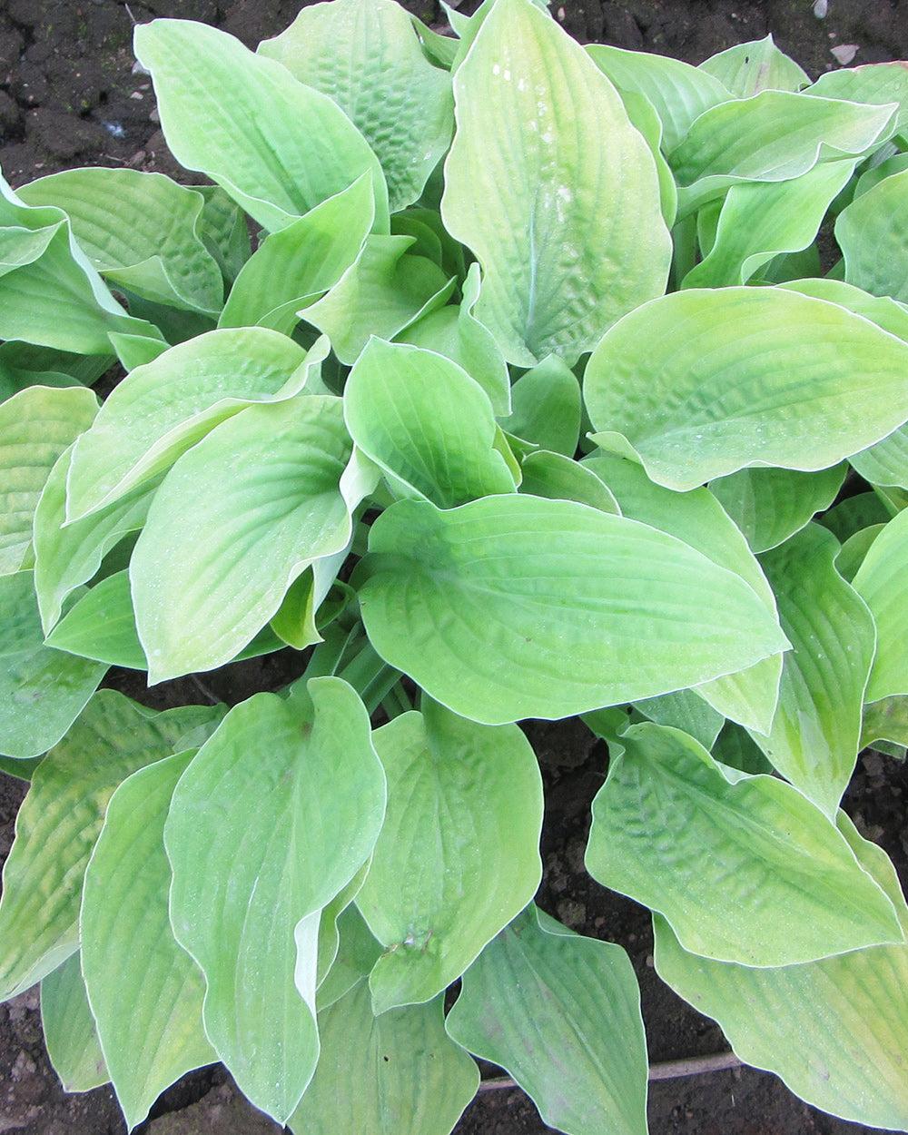 G295 Hosta X August Moon - View 9 from www redcrocus com