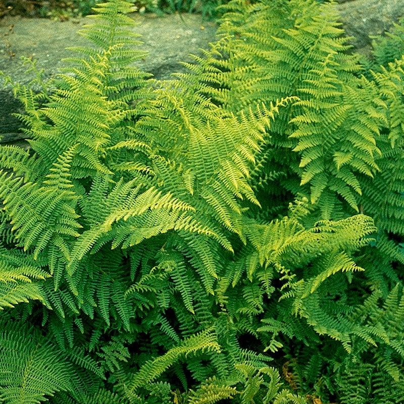 G3004 Fern Dennstaedtia Punctilobula (hayscented) - View 13 from www redcrocus com
