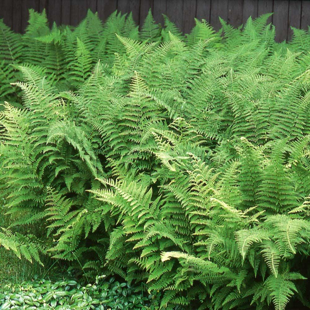 G3004 Fern Dennstaedtia Punctilobula (hayscented) - View 3 from www redcrocus com