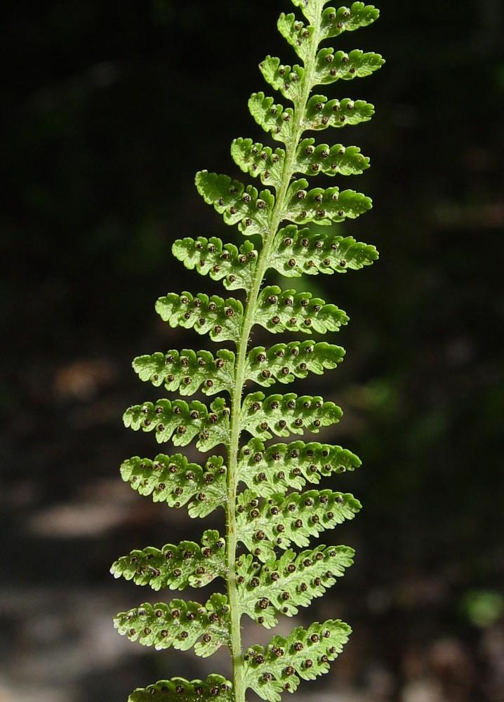 G3004 Fern Dennstaedtia Punctilobula (hayscented) - View 5 from www redcrocus com