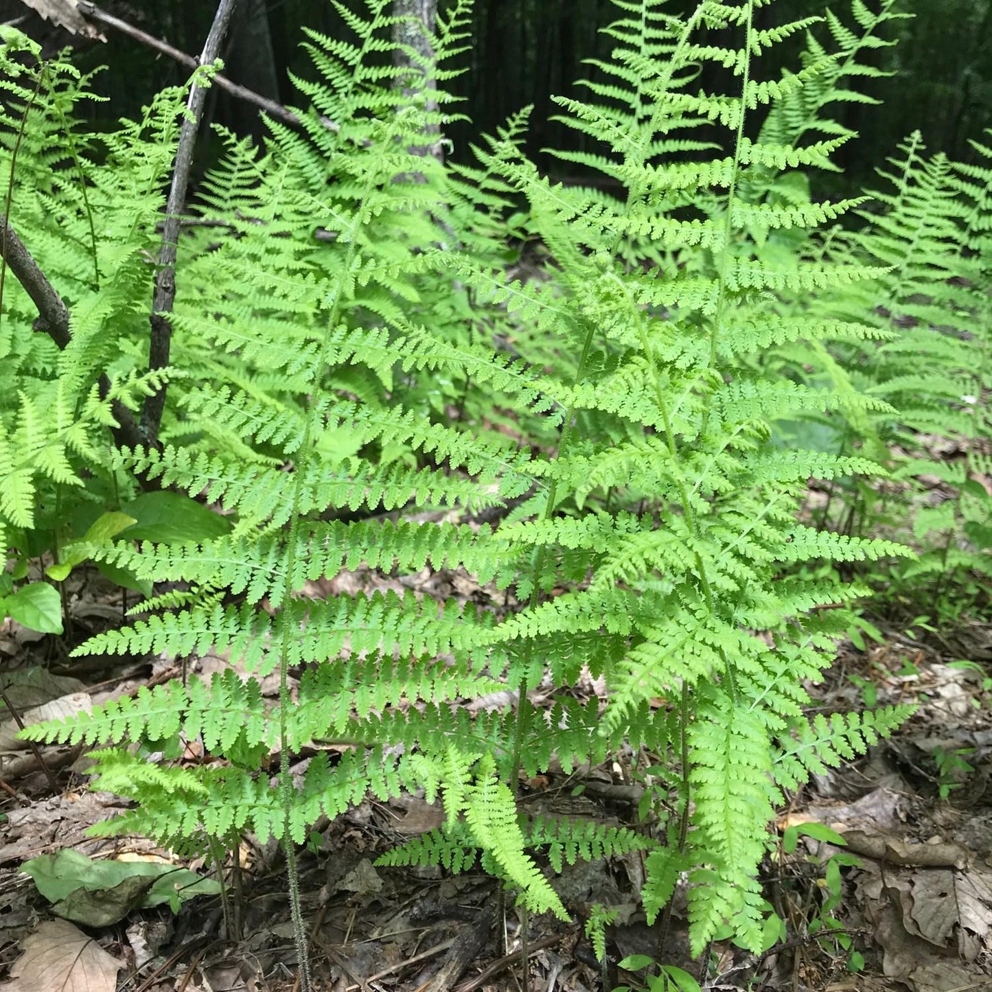 G3004 Fern Dennstaedtia Punctilobula (hayscented) - View 9 from www redcrocus com