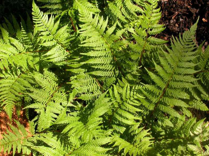 G313 Fern Athyrium Filix Femina Var Angustum Lady In Red - View 10 from www redcrocus com