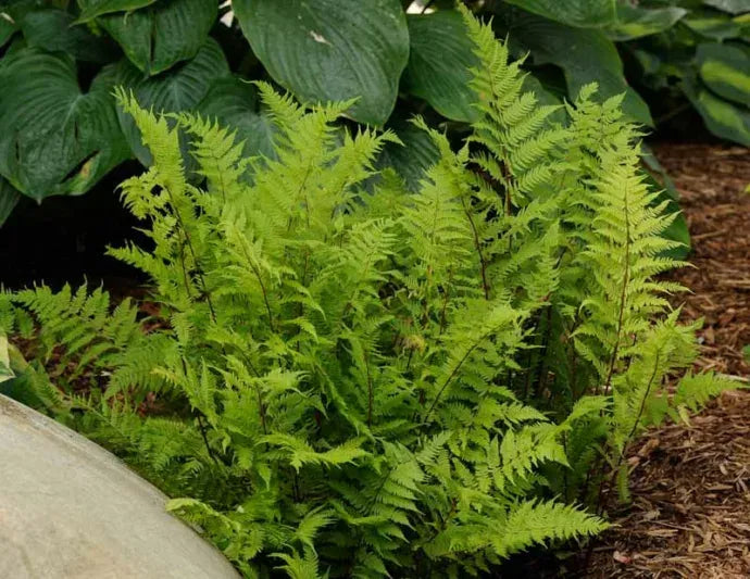 G313 Fern Athyrium Filix Femina Var Angustum Lady In Red - View 11 from www redcrocus com