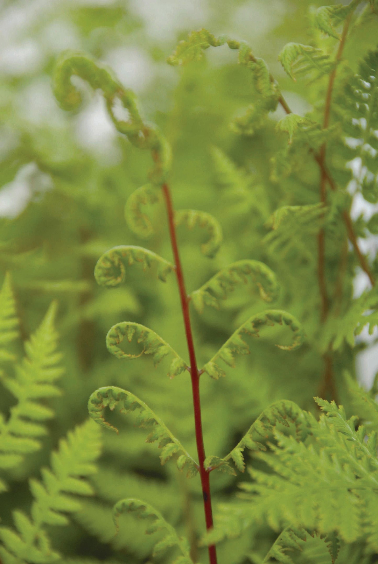 G313 Fern Athyrium Filix Femina Var Angustum Lady In Red - View 12 from www redcrocus com