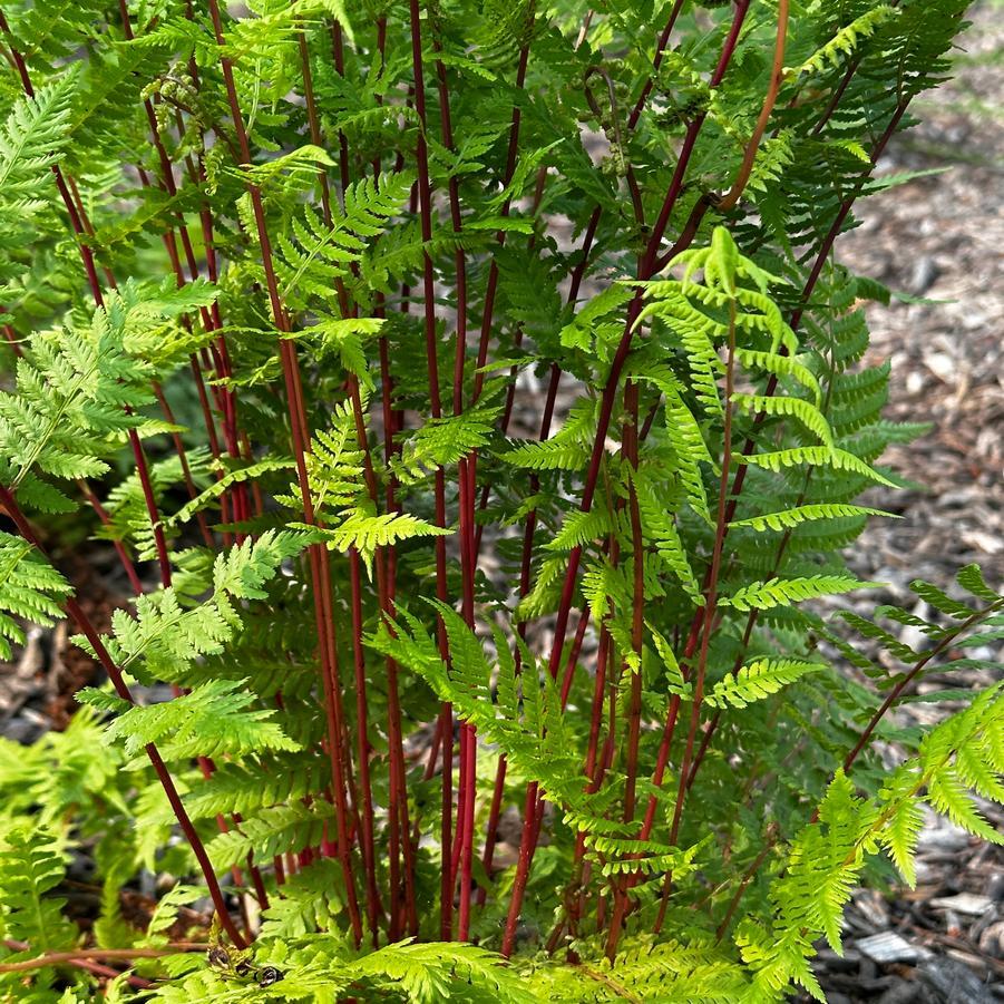 G313 Fern Athyrium Filix Femina Var Angustum Lady In Red - View 13 from www redcrocus com