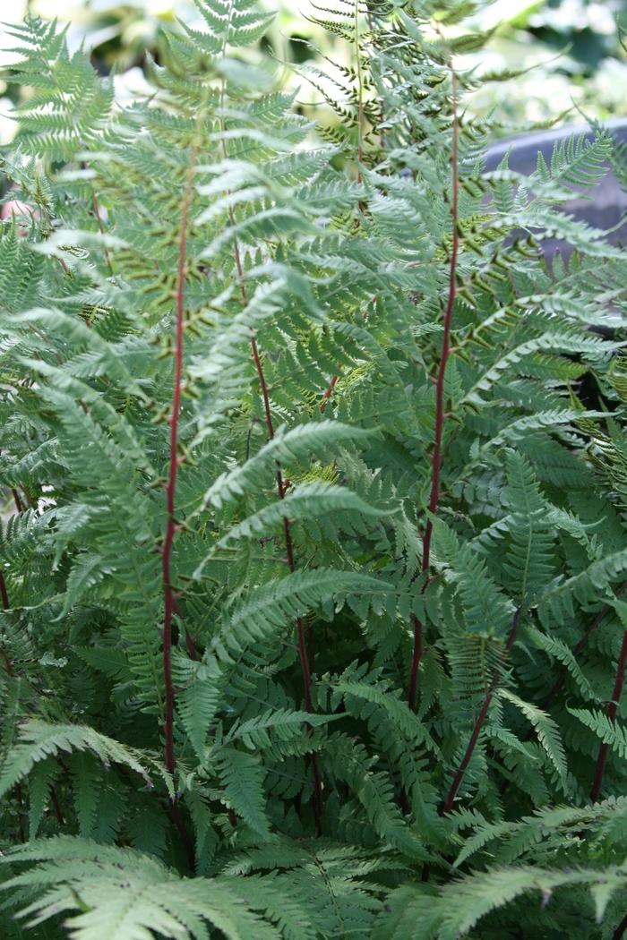 G313 Fern Athyrium Filix Femina Var Angustum Lady In Red - View 14 from www redcrocus com