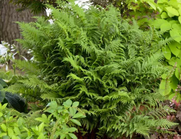 G313 Fern Athyrium Filix Femina Var Angustum Lady In Red - View 15 from www redcrocus com