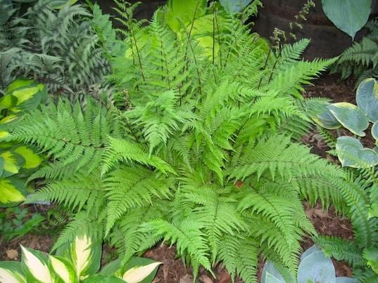 G313 Fern Athyrium Filix Femina Var Angustum Lady In Red - View 15 from www redcrocus com