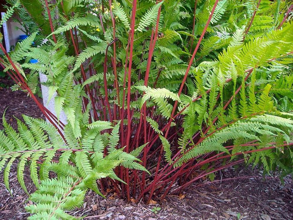 G313 Fern Athyrium Filix Femina Var Angustum Lady In Red - View 16 from www redcrocus com