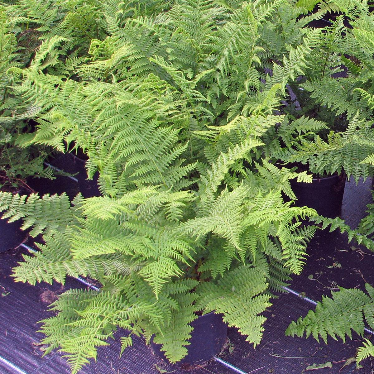 G313 Fern Athyrium Filix Femina Var Angustum Lady In Red - View 17 from www redcrocus com