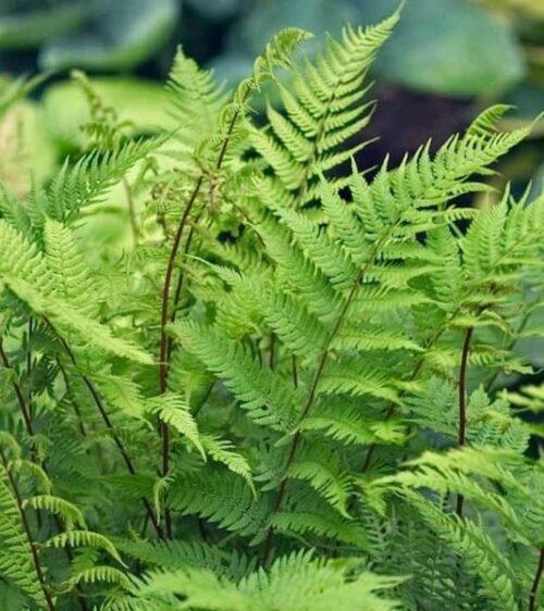 G313 Fern Athyrium Filix Femina Var Angustum Lady In Red - View 19 from www redcrocus com