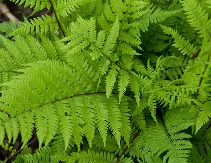 G313 Fern Athyrium Filix Femina Var Angustum Lady In Red - View 1 from www redcrocus com