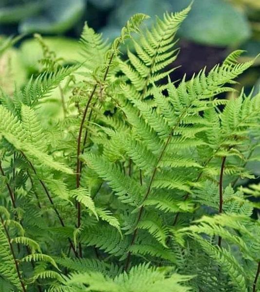 G313 Fern Athyrium Filix Femina Var Angustum Lady In Red - View 1 from www redcrocus com