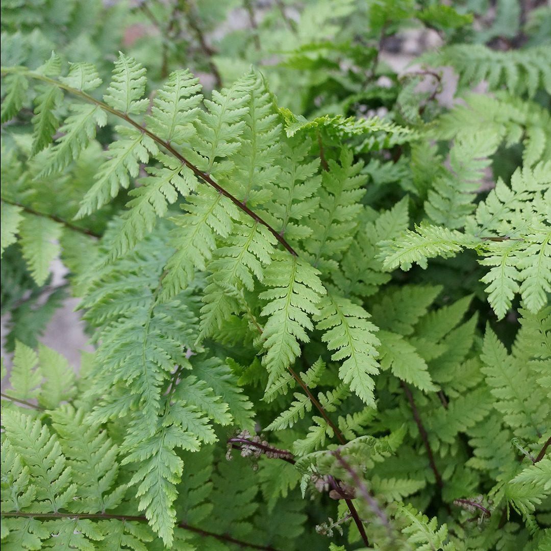 G313 Fern Athyrium Filix Femina Var Angustum Lady In Red - View 2 from www redcrocus com