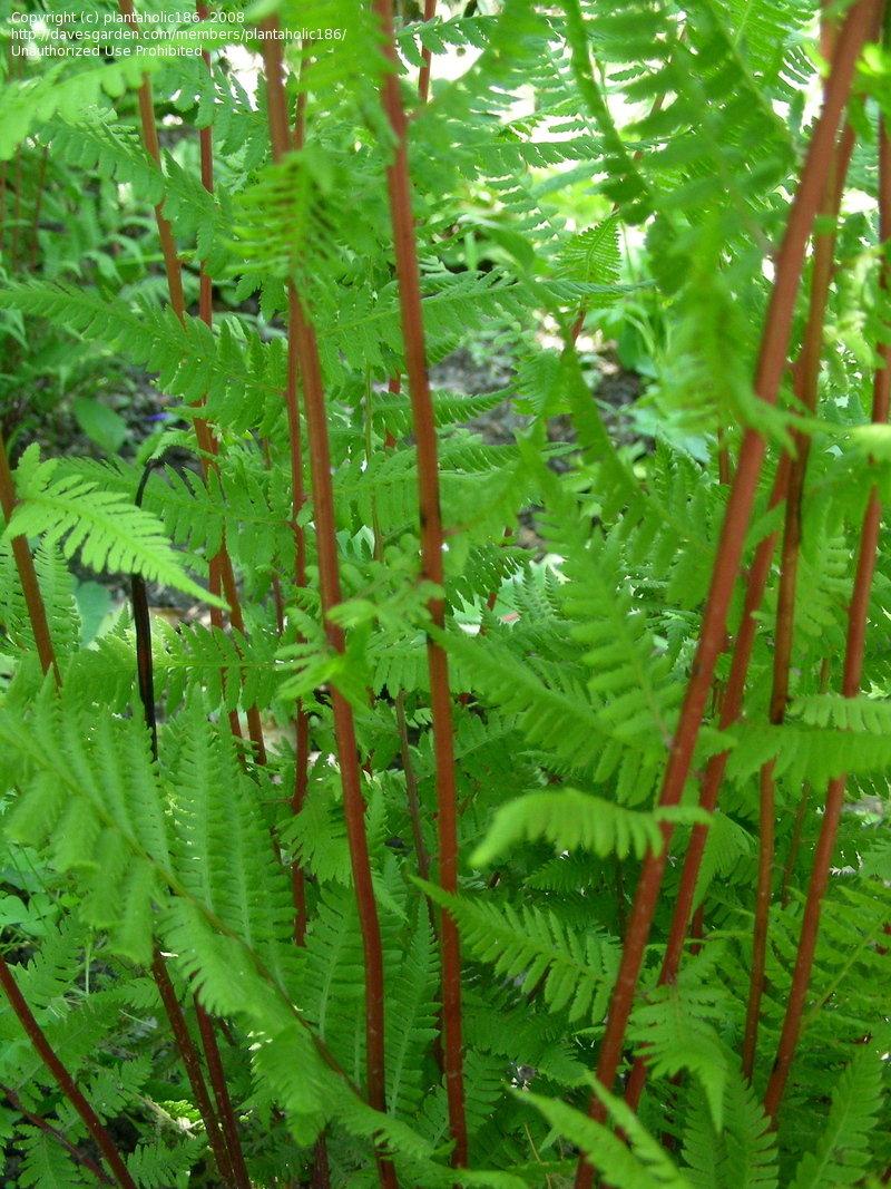 G313 Fern Athyrium Filix Femina Var Angustum Lady In Red - View 3 from www redcrocus com