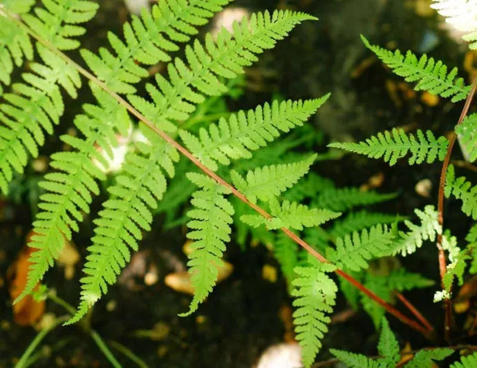 G313 Fern Athyrium Filix Femina Var Angustum Lady In Red - View 4 from www redcrocus com
