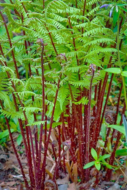 G313 Fern Athyrium Filix Femina Var Angustum Lady In Red - View 6 from www redcrocus com