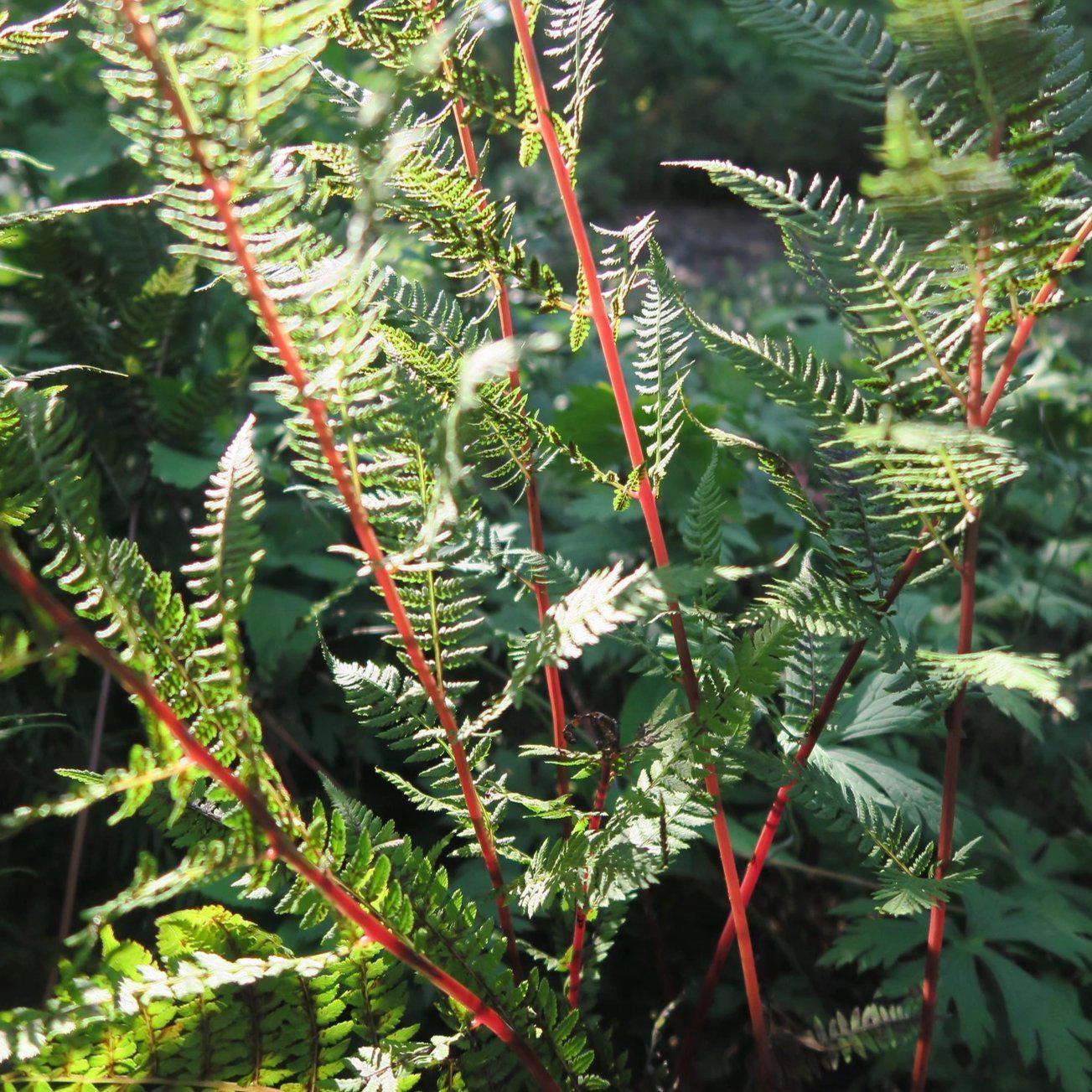 G313 Fern Athyrium Filix Femina Var Angustum Lady In Red - View 7 from www redcrocus com