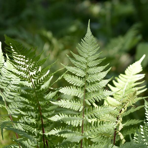 G313 Fern Athyrium Filix Femina Var Angustum Lady In Red - View 8 from www redcrocus com